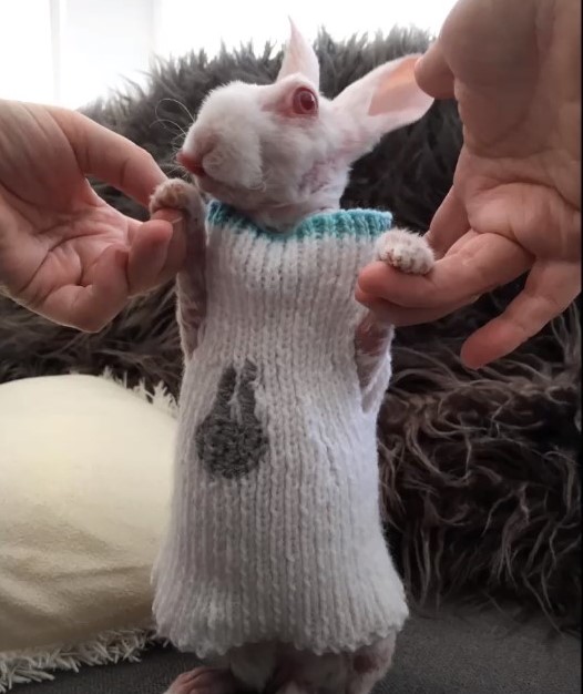 Toothless Bunny Rabbit Rare hairless bunny is rescued from euthanasia and has now become ...