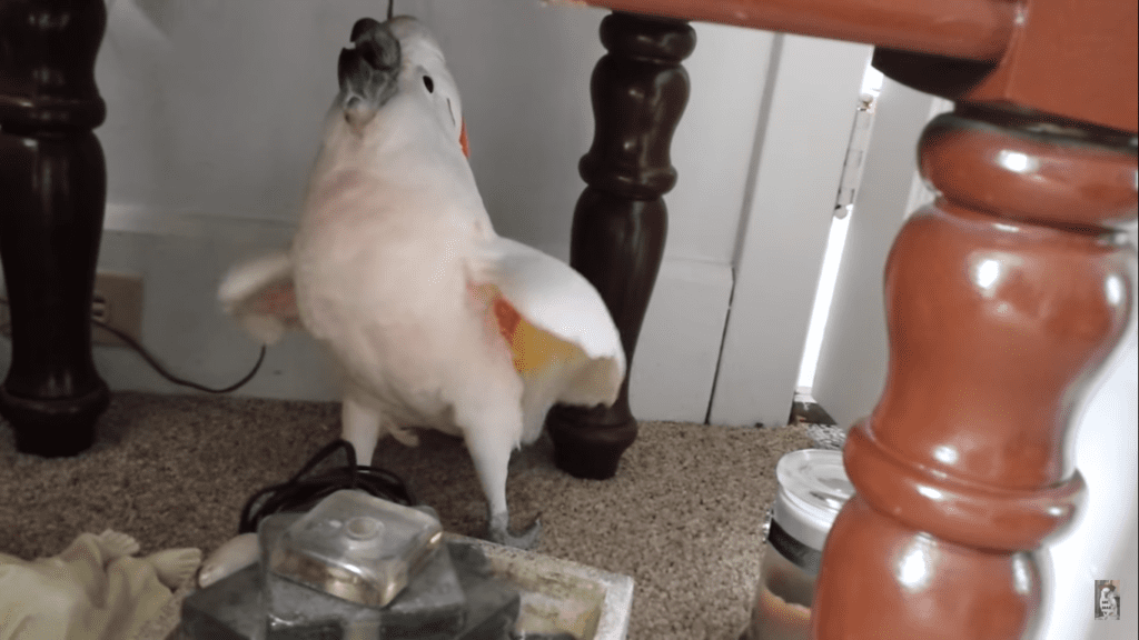 Cockatoo Throws Hilarious Tantrum When He Learns He’s Going To Vet