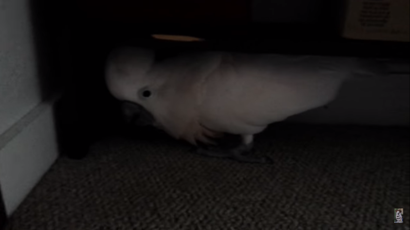 Cockatoo Throws Hilarious Tantrum When He Learns He’s Going To Vet