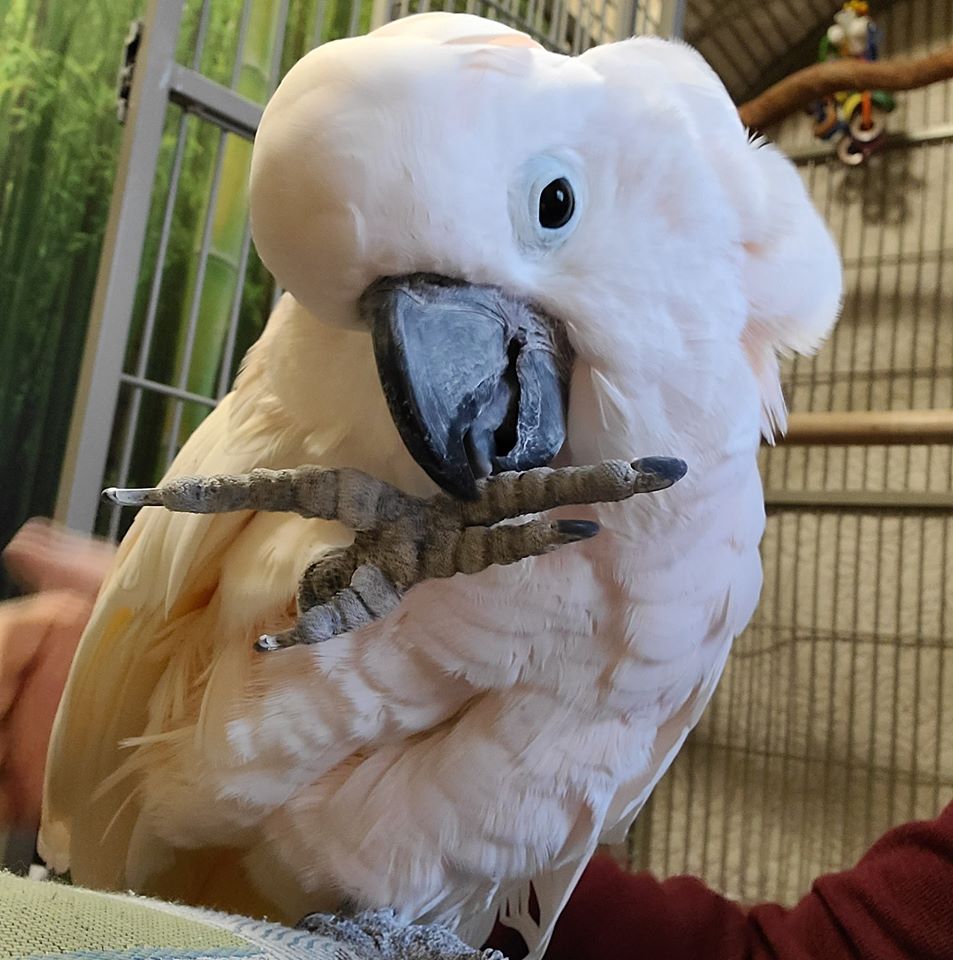 Cockatoo Throws Hilarious Tantrum When He Learns He’s Going To Vet