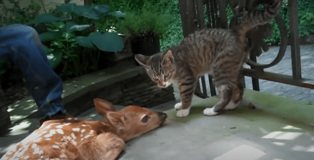 Lost baby deer wanders onto porch and befriends cat