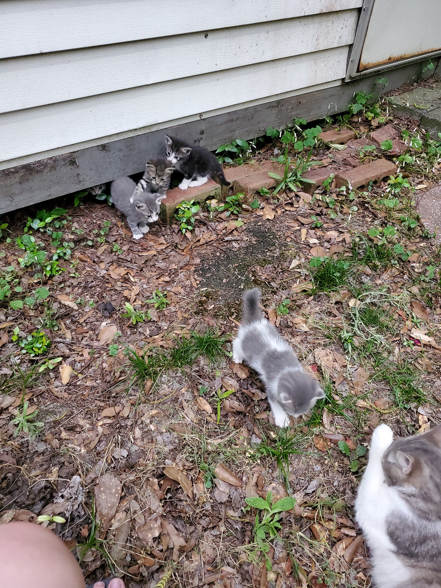 Stray mama cat brings kittens to meet woman who’s been feeding her