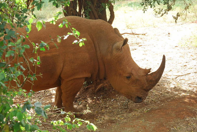 Orphaned baby rhino found alone in the wild after losing mother to poachers