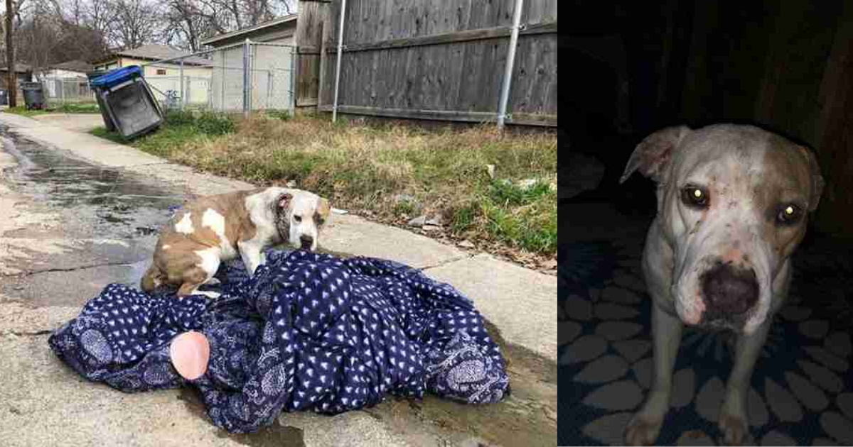 Dog Abandoned By Family Stays On Blanket Hoping They Will Return