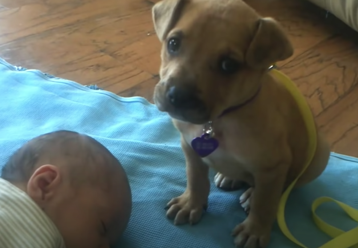 Adorable sleepy puppy falls asleep on baby