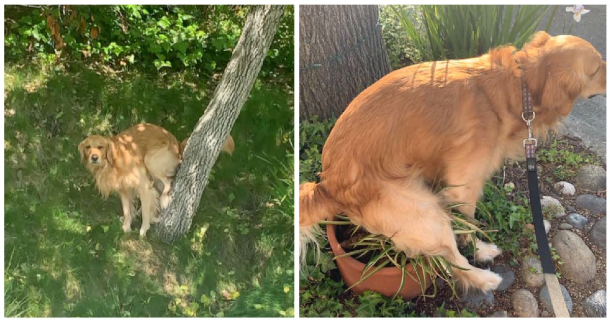 35 dogs caught pooping in the weirdest ways