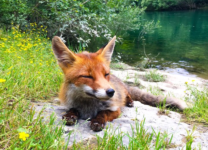 35 photos that prove foxes are the most adorable animals