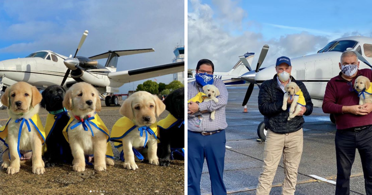 Pilots are volunteering for the sweet job with puppies