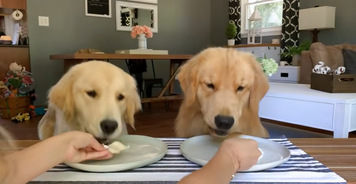 Dogs do a hilarious taste test and over 27 million have watched
