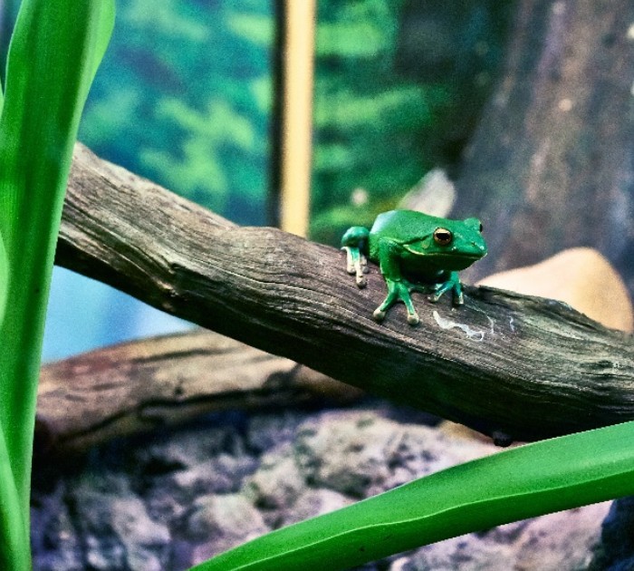 People can’t stop talking about this black, grumpy-looking rain frog