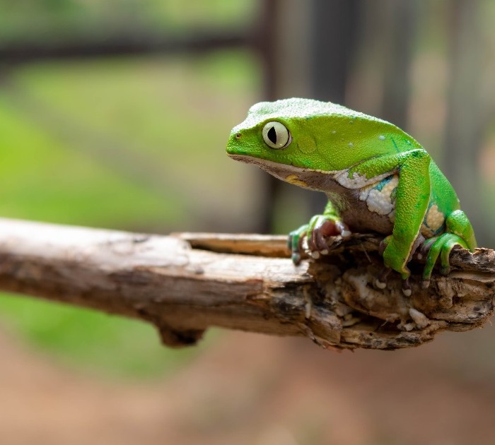 People can’t stop talking about this black, grumpy-looking rain frog