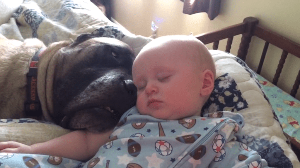 Dog’s Snoring Acts As ‘Lullaby’ For Sleeping Baby