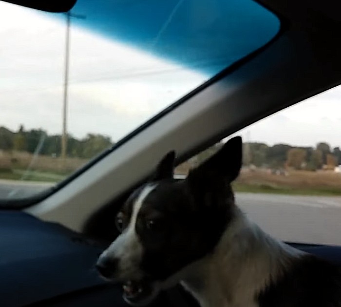 This One Dog Changed the Entire Dog Park Forever