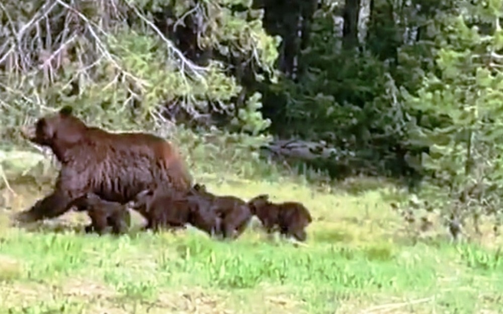 Traffic Stops to Let Grizzly Bear Mama and Her Cubs Cross the Road