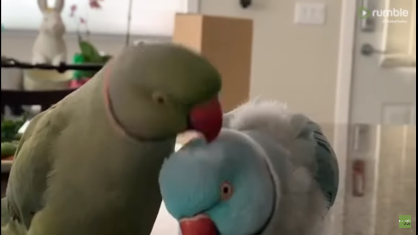Adorable parrot brothers give each other kisses and say ‘I love you’