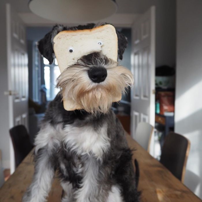 30 'inbread' animals we can't stop laughing at