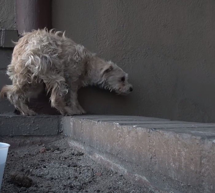 Slacking Dog Trembling stray dog completely changes after rescuer gives him a hug