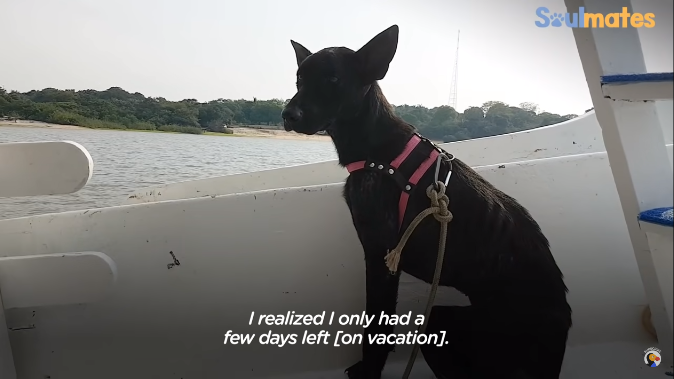 Man saves starving dog on a deserted island