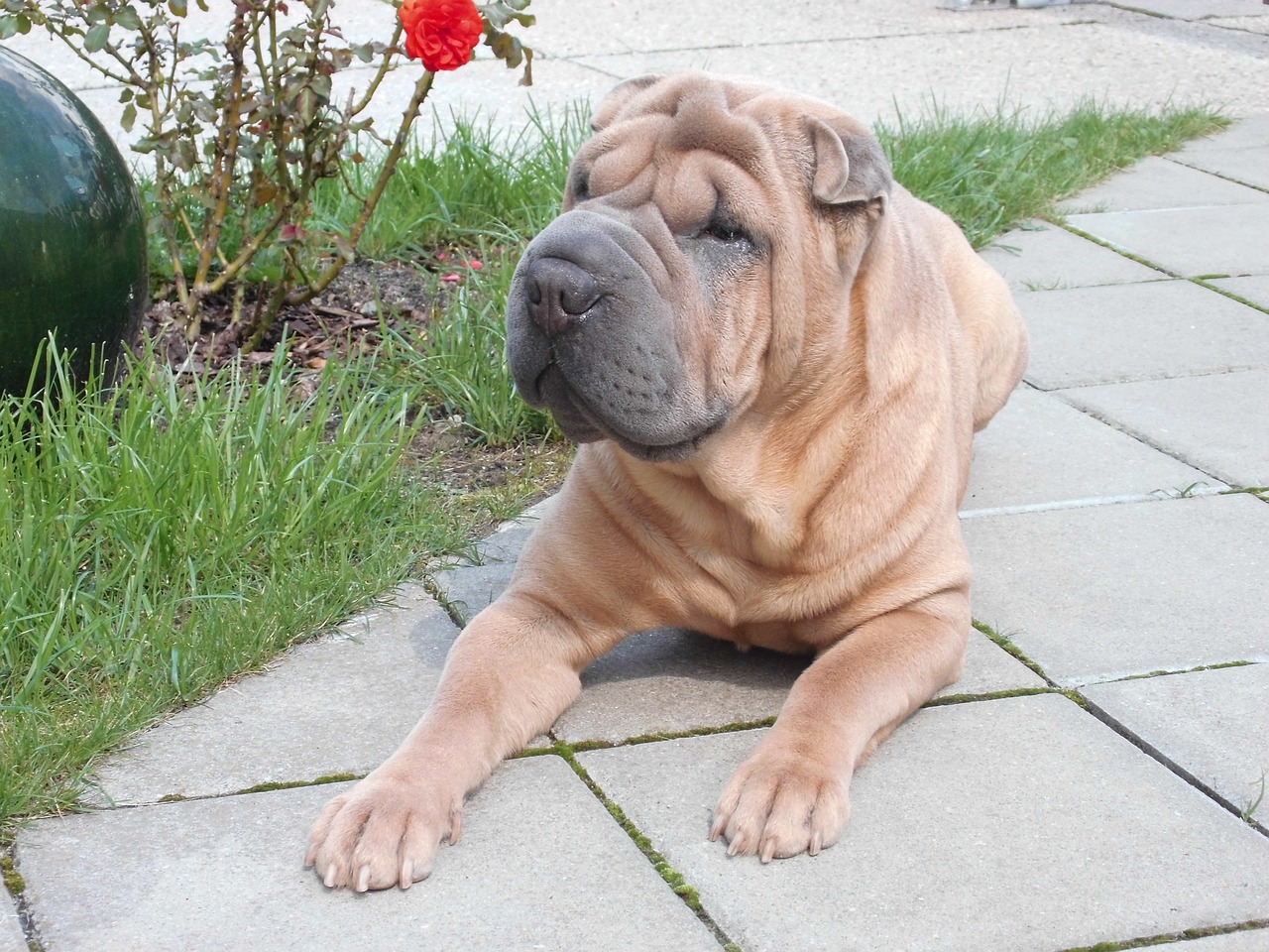 The Bear Coat SharPei Is Unbearably Fluffy And Cute
