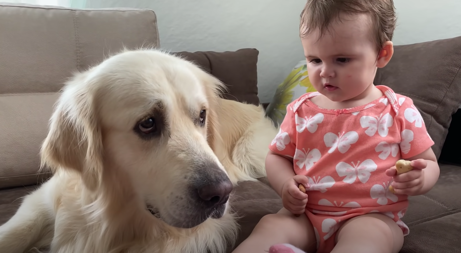 Baby learns how to feed gentle golden retriever