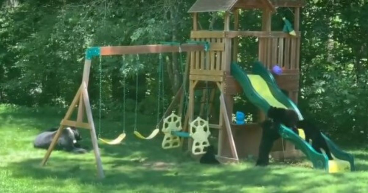 Mama bear takes her 5 cubs to a playground to have fun