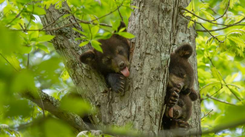 Mama bear and her 5 cubs have fun playing in children’s playground