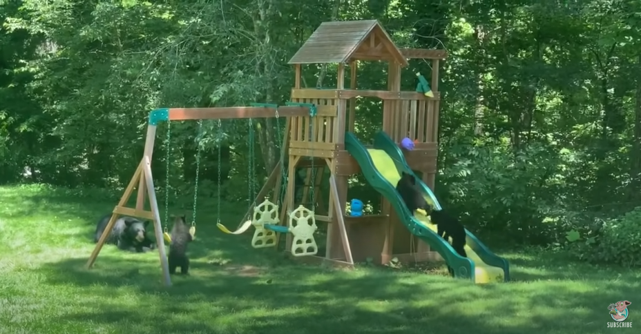 Mama bear and her 5 cubs have fun playing in children’s playground