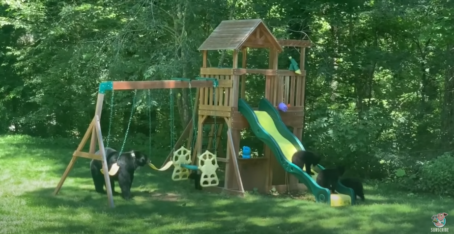 Mama bear and her 5 cubs have fun playing in children’s playground