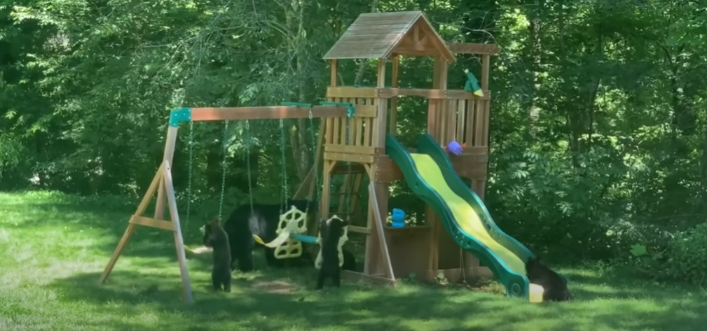 Mama bear and her 5 cubs have fun playing in children’s playground