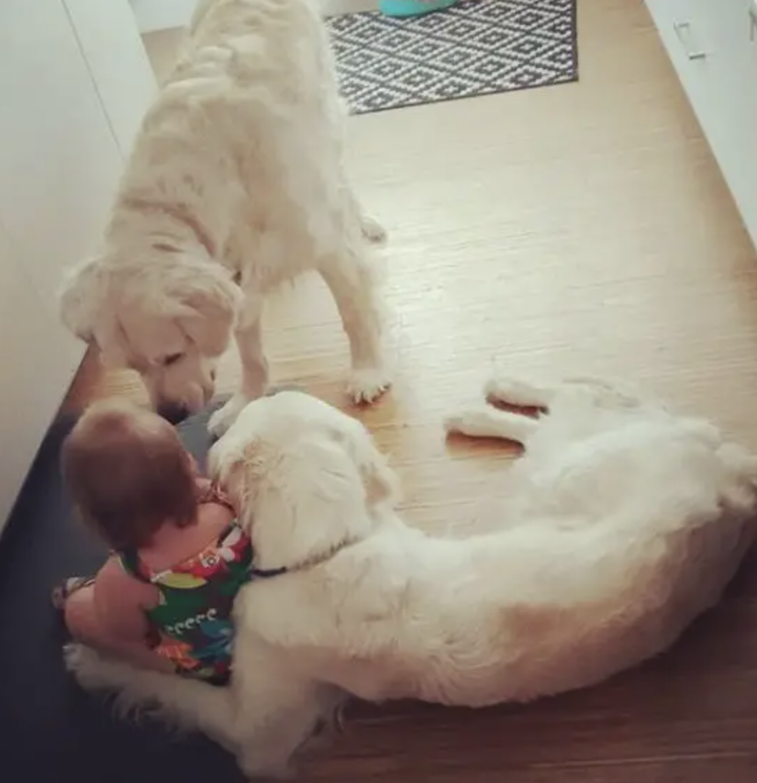 Toddler girl and Golden Retrievers wakes up in the middle of the night ...