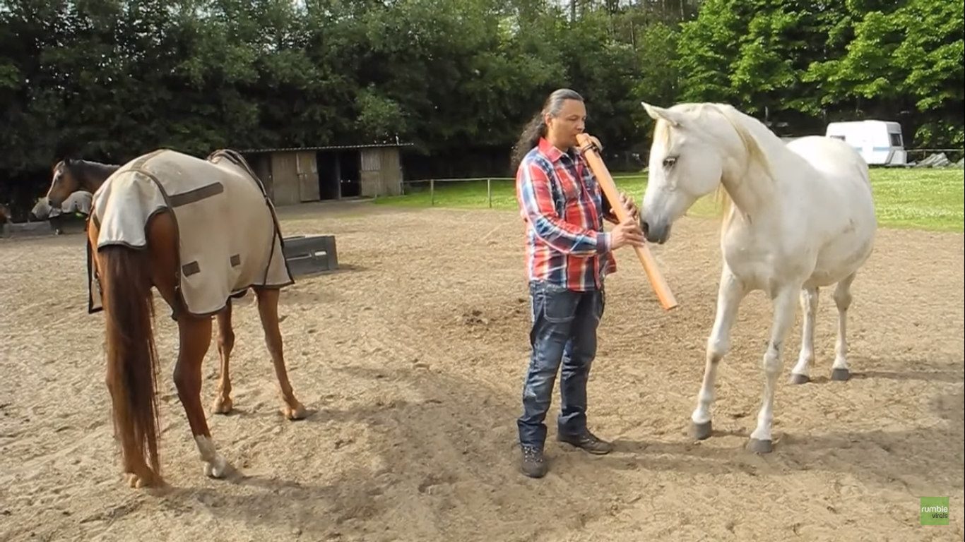 Horses stop everything they’re doing when man begins playing flute
