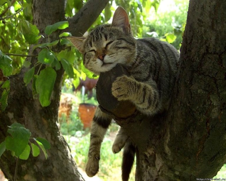 10 cats sleeping in trees that prove they have the ultimate balance