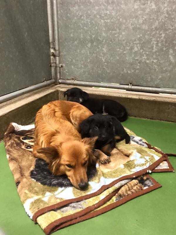 Sweet shelter dog breaks out of kennel to comfort puppies