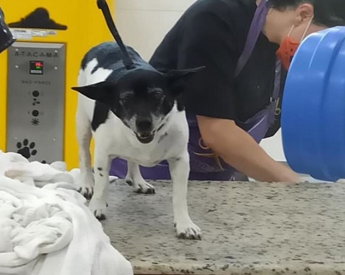 Man finds a sick, elderly dog with tumors disposed of in a dumpster