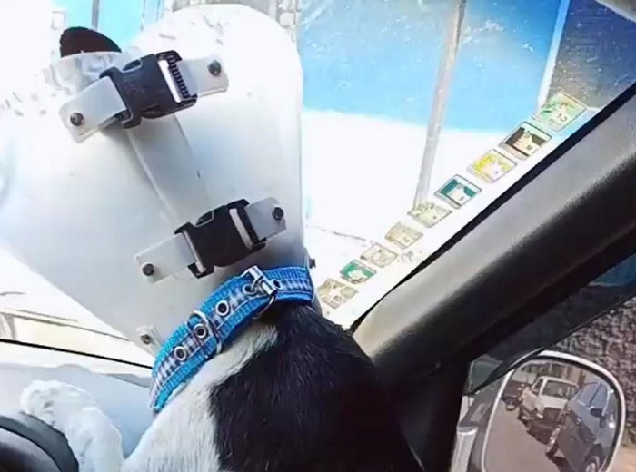 Man finds a sick, elderly dog with tumors disposed of in a dumpster