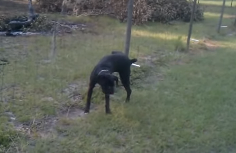 Dog pees on an electric fence immediately regrets it