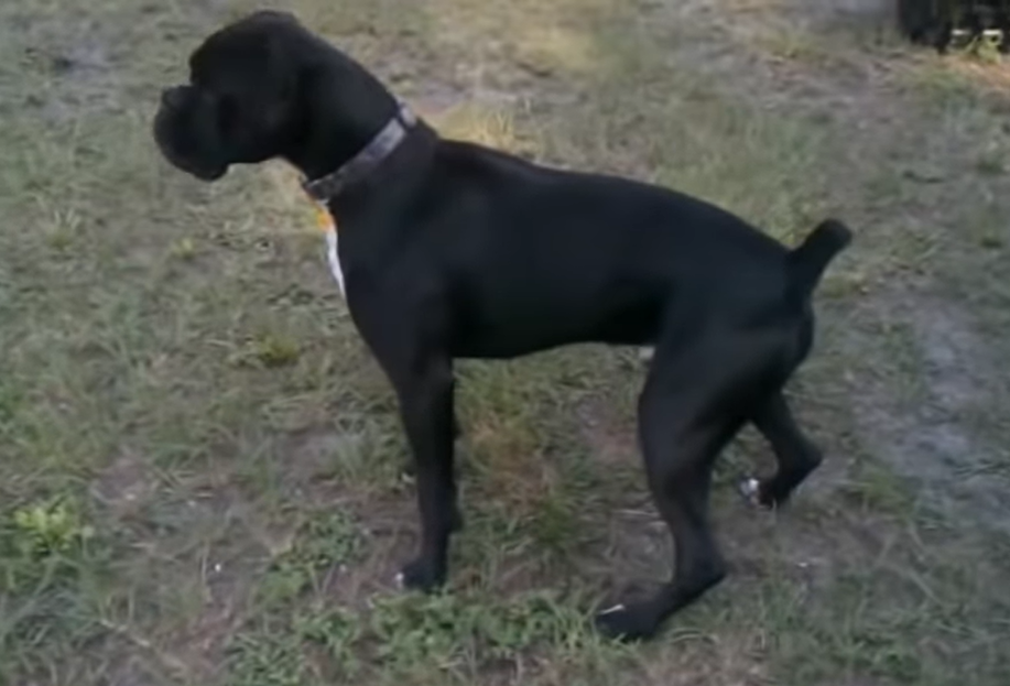 Dog pees on an electric fence immediately regrets it