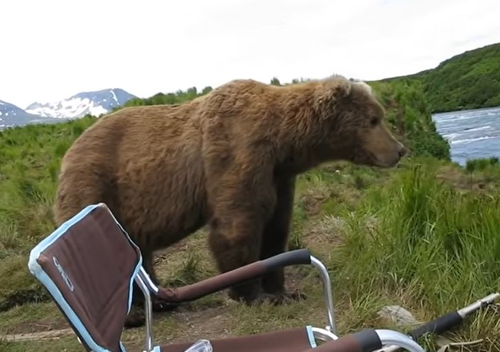 Man remains calm when a wild grizzly bear decides to take a seat next ...