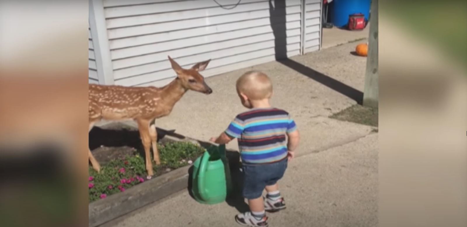 Kid Riding A Deer Little boy gets more than he bargained for when he befriends deer