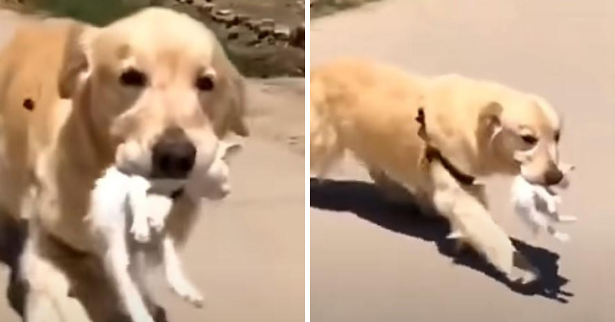 Golden Retriever scoops dying kitten into his mouth and brings her home