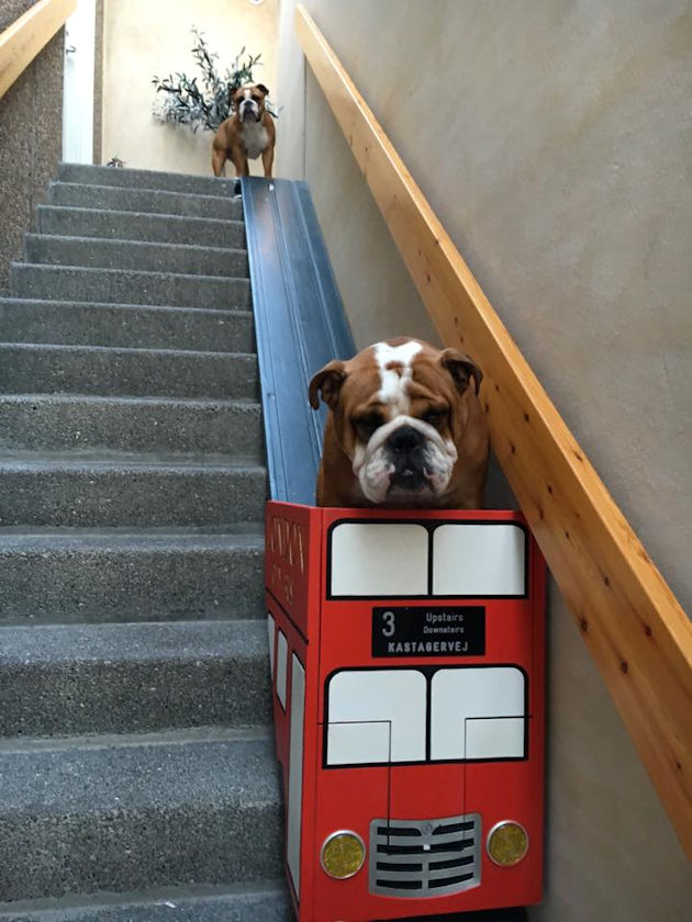 Beloved English bulldog with arthritis gets around on a double decker ...