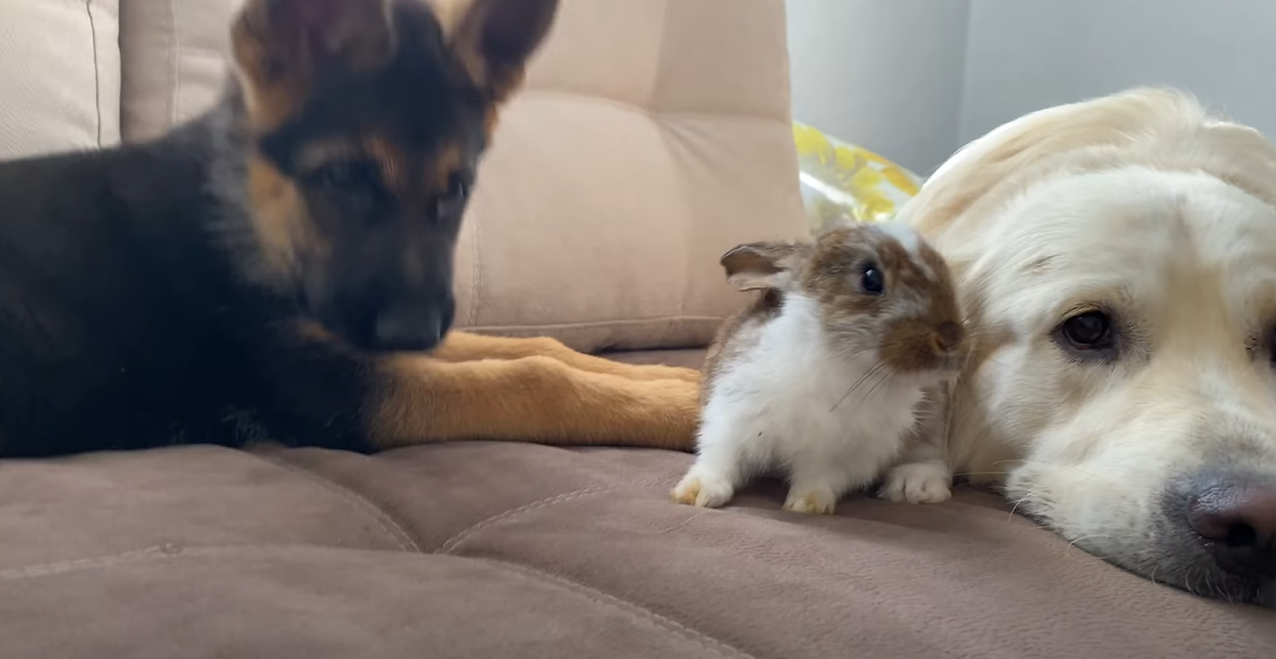 Curious German Shepherd puppy and Golden Retriever meet rabbit for ...