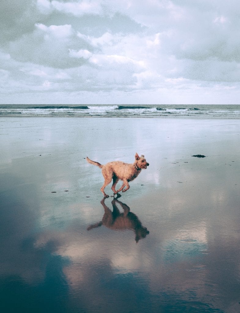 Heroic dog leaps into water to save drowning bird
