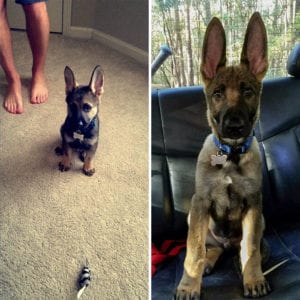 50 adorable German Shepherd puppies that will instantly make you smile