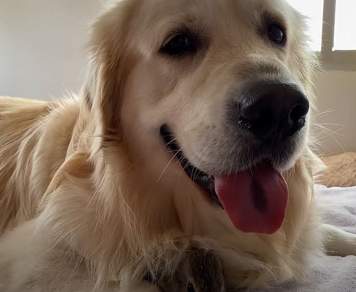 Baby rabbits believe golden retriever is their mom, and she is happy to ...