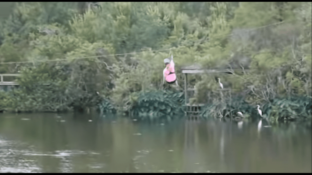 Woman startled as alligator attacks her midway on zipline