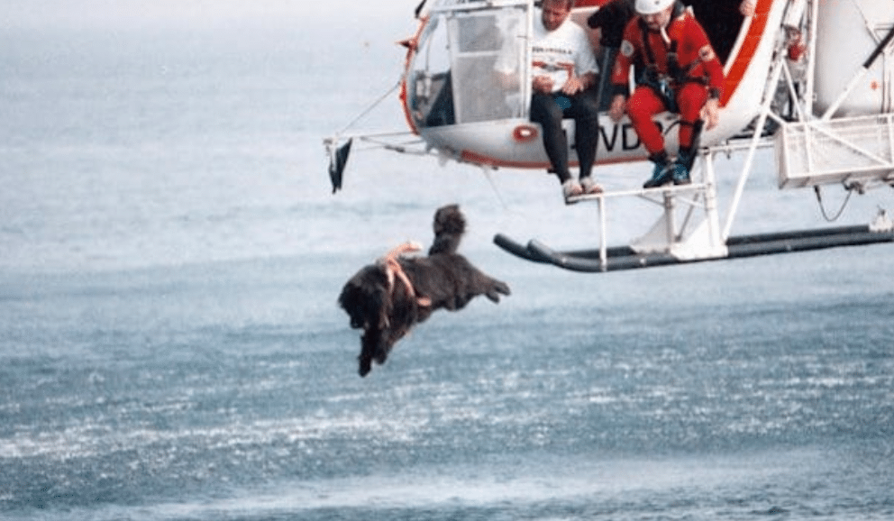 Brave lifeguard dogs jump from helicopters to save lives