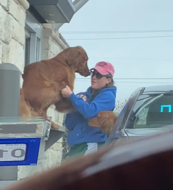 Excited dog tries to jump in Starbucks window to get his treat
