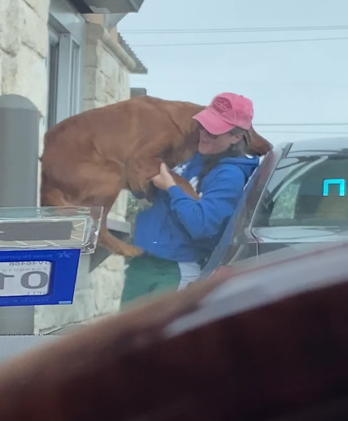 Excited dog tries to jump in Starbucks window to get his treat