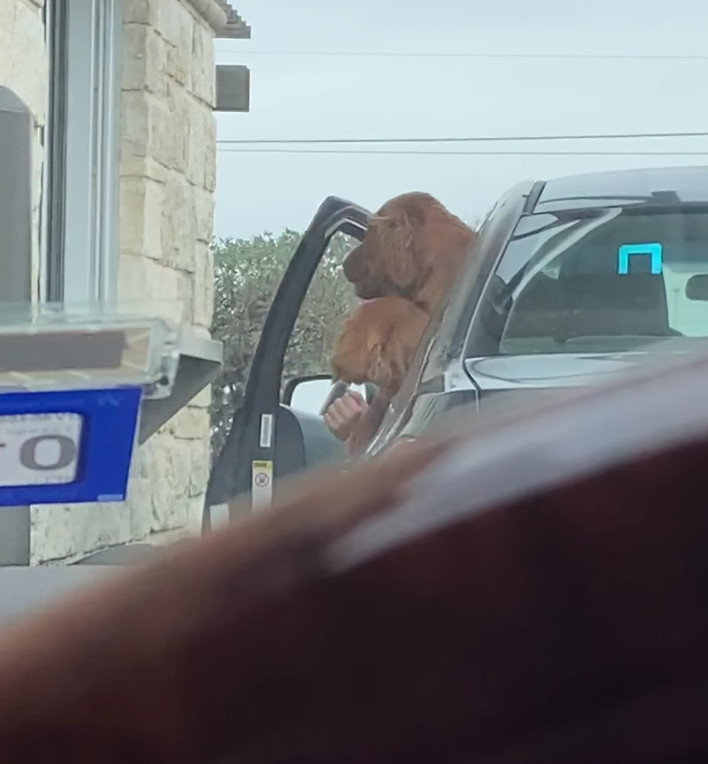 Excited dog tries to jump in Starbucks window to get his treat